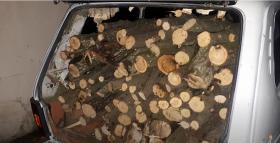 Անտառապահը ապօրինի հատել էր ծառեր. Ստեփանավանի ոստիկանների բացահայտումը