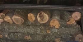 Գորիսի համայնքային ոստիկաններն ապօրինի ծառահատման դեպք են բացահայտել Գորիսի համայնքային ոստիկաններն ապօրինի ծառահատման դեպք են բացահայտել