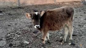 Արմավիրի ոստիկաններն անասնագողություն են բացահայտել ու հայտնաբերել գողոնը Արմավիրի ոստիկաններն անասնագողություն են բացահայտել ու հայտնաբերել գողոնը