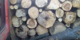 Գուգարքի ոստիկաններն ապօրինի ծառահատման դեպք են բացահայտել  Գուգարքի ոստիկաններն ապօրինի ծառահատման դեպք են բացահայտել