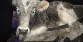 Ճանապարհային ոստիկանները անասնագողության դեպք են բացահայտել Ճանապարհային ոստիկանները անասնագողության դեպք են բացահայտել