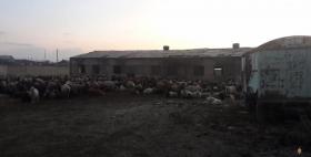 Գողացված գառները վերադարձվեցին տիրոջը. Էջմիածնի ոստիկանների բացահայտումը  Գողացված գառները վերադարձվեցին տիրոջը. Էջմիածնի ոստիկանների բացահայտումը