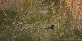 Աշտարակի ոստիկանները գիշերային ծառայության ժամանակ «Մակարով» ատրճանակ են հայտնաբերել Աշտարակի ոստիկանները գիշերային ծառայության ժամանակ «Մակարով» ատրճանակ են հայտնաբերել