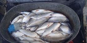 Գեղարքունիքի ոստիկանները ապօրինի ձկնորսության դեպք են բացահայտել. հսկողությունը շարունակվում է Գեղարքունիքի ոստիկանները ապօրինի ձկնորսության դեպք են բացահայտել. հսկողությունը շարունակվում է