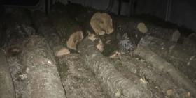 Գորիսի համայնքային ոստիկանները ապօրինի ծառահատման դեպք են բացահայտել Գորիսի համայնքային ոստիկանները ապօրինի ծառահատման դեպք են բացահայտել