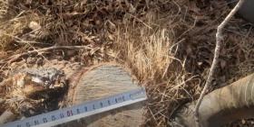 Տաշիրի ոստիկանները ապօրինի ծառահատման դեպք են բացահայտել Տաշիրի ոստիկանները ապօրինի ծառահատման դեպք են բացահայտել