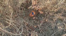 Ճամբարակի ոստիկանները ապօրինի ծառահատման դեպքեր են բացահայտել Ճամբարակի ոստիկանները ապօրինի ծառահատման դեպքեր են բացահայտել