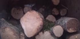 Գորիսի ոստիկանների պայքարը ապօրինի ծառահատումների դեմ Գորիսի ոստիկանների պայքարը ապօրինի ծառահատումների դեմ