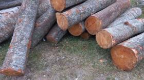 Ապօրինի ծառահատման հետքերով. Իջևանի ոստիկանների բացահայտումը Ապօրինի ծառահատման հետքերով. Իջևանի ոստիկանների բացահայտումը