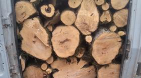 Ապօրինի ծառահատման դեպքեր են բացահայտվել Ապօրինի ծառահատման դեպքեր են բացահայտվել