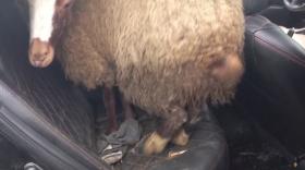 Ոչխարը` «Տոյոտայում». Աշտարակի ոստիկանները բացահայտեցին անասնագողությունը Ոչխարը` «Տոյոտայում». Աշտարակի ոստիկանները բացահայտեցին անասնագողությունը