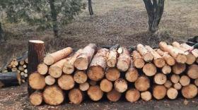 Գուգարքի ոստիկաններն ապօրինի ծառահատման դեպք են բացահայտել  Գուգարքի ոստիկաններն ապօրինի ծառահատման դեպք են բացահայտել