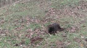 Կրակել էին  գոմեշներին, մորթել ու միսն իրացրել մսամթերքի շուկայում Կրակել էին  գոմեշներին, մորթել ու միսն իրացրել մսամթերքի շուկայում