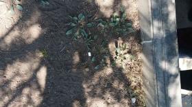 Պարեկները օտարերկրացիների են բերման ենթարկել. հայտնաբերվել են մեթամֆետամինով փաթեթներ Պարեկները օտարերկրացիների են բերման ենթարկել. հայտնաբերվել են մեթամֆետամինով փաթեթներ