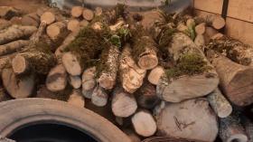 Համայնքային ոստիկաններն ապօրինի ծառահատման դեպք են բացահայտել Համայնքային ոստիկաններն ապօրինի ծառահատման դեպք են բացահայտել