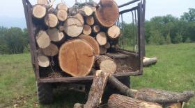 Ապօրինի ծառահատման հետքերով. Գորիսի ոստիկանների բացահայտումը Ապօրինի ծառահատման հետքերով. Գորիսի ոստիկանների բացահայտումը