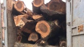 Ապօրինի հատել էին մի քանի տասնյակ խորանարդ մետր փայտանյութ. Կապանի ոստիկանների բացահայտումը Ապօրինի հատել էին մի քանի տասնյակ խորանարդ մետր փայտանյութ. Կապանի ոստիկանների բացահայտումը