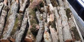 Համայնքային ոստիկաններն ապօրինի փայտանյութ են հայտնաբերել  Համայնքային ոստիկաններն ապօրինի փայտանյութ են հայտնաբերել