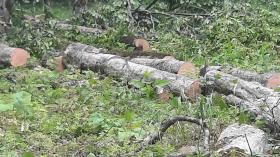 Կապանի ոստիկանները բացահայտել են ապօրինի ծառահատման դեպք Կապանի ոստիկանները բացահայտել են ապօրինի ծառահատման դեպք