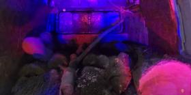 Լոռու պարեկների արդյունավետ պայքարը ապօրինի ծառահատումների դեմ Լոռու պարեկների արդյունավետ պայքարը ապօրինի ծառահատումների դեմ