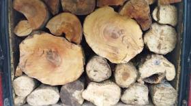 Ճամբարակի ոստիկաններն ապօրինի ծառահատման դեպք են բացահայտել Ճամբարակի ոստիկաններն ապօրինի ծառահատման դեպք են բացահայտել