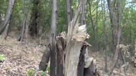 Ապօրինի ծառահատում և ձկնորսություն. Վայքի ոստիկանների բացահայտումները Ապօրինի ծառահատում և ձկնորսություն. Վայքի ոստիկանների բացահայտումները