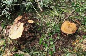 Ծառերն ապօրինի հատել էր անտառապահը. ոստիկանության բացահայտումը