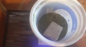 Արտաշատի ոստիկանները հայտնաբերել են կանեփի թփեր և մարիխուանայի նմանվող զանգված Արտաշատի ոստիկանները հայտնաբերել են կանեփի թփեր և մարիխուանայի նմանվող զանգված