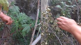 Եղեգնաձորի ոստիկանները թմրամիջոց իրացնելու դեպք են բացահայտել Եղեգնաձորի ոստիկանները թմրամիջոց իրացնելու դեպք են բացահայտել