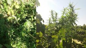 Արմավիրի բաժնի ոստիկանները հայտնաբերել են կանեփ ու թմրանյութ Արմավիրի բաժնի ոստիկանները հայտնաբերել են կանեփ ու թմրանյութ