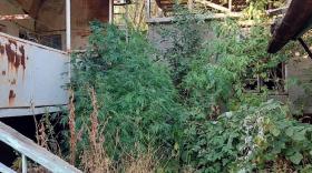 Բազումի ոստիկանների պայքարը ապօրինի թմրաշրջանառության դեմ Բազումի ոստիկանների պայքարը ապօրինի թմրաշրջանառության դեմ