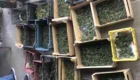 18 արկղ կիսաչորացված, 252 հատ մշակված կանեփի բույս․ Վաղարշապատի քրեական հետախույզների բացահայտումը 18 արկղ կիսաչորացված, 252 հատ մշակված կանեփի բույս․ Վաղարշապատի քրեական հետախույզների բացահայտումը