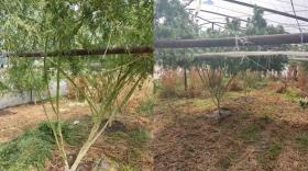 Գայ գյուղի բնակիչը ջերմատանը կանեփ էր աճեցրել Գայ գյուղի բնակիչը ջերմատանը կանեփ էր աճեցրել