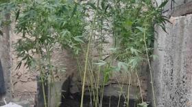 Քրեական հետախույզներն ապօրինի թմրաշրջանառության դեպքեր են բացահայտել Քրեական հետախույզներն ապօրինի թմրաշրջանառության դեպքեր են բացահայտել