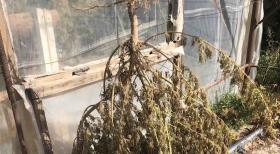 Վաղարշապատի քրեական հետախույզները մոտ 150 գրամ մարիխուանա և կանեփի թփեր են հայտնաբերել Վաղարշապատի քրեական հետախույզները մոտ 150 գրամ մարիխուանա և կանեփի թփեր են հայտնաբերել