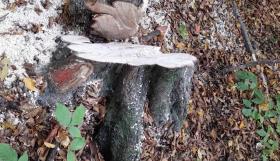 Ապօրինի ծառահատման բացահայտում Լոռիում Ապօրինի ծառահատման բացահայտում Լոռիում