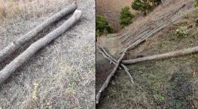 18 կաղնու հատման փաստով նախաձեռնվել է քրեական վարույթ 18 կաղնու հատման փաստով նախաձեռնվել է քրեական վարույթ