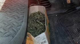 Քրեական ոստիկանության ծառայողները հայտնաբերել են կես կիլոգրամից ավելի մարիխուանա Քրեական ոստիկանության ծառայողները հայտնաբերել են կես կիլոգրամից ավելի մարիխուանա