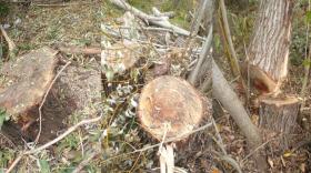 Վայքի ոստիկանները ուժեղացված ծառայության ընթացքում հայտնաբերեցին ծառահատման դեպքեր Վայքի ոստիկանները ուժեղացված ծառայության ընթացքում հայտնաբերեցին ծառահատման դեպքեր