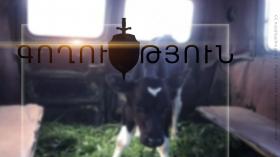 Վաճառելու նպատակով դաշտից հորթ էր գողացել  Վաճառելու նպատակով դաշտից հորթ էր գողացել