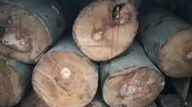 Մեկ օրում ապօրինի ծառահատման 3 դեպք. Թումանյանի բաժնի ոստիկանների բացահայտումները Մեկ օրում ապօրինի ծառահատման 3 դեպք. Թումանյանի բաժնի ոստիկանների բացահայտումները