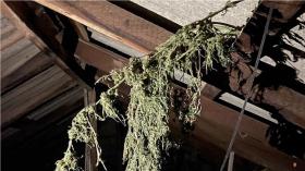 Ոստիկանության Արմավիրի բաժնի ծառայողները բացահայտել են ապօրինի թմրանյութ պահելու և օգտագործելու մի քանի դեպք Ոստիկանության Արմավիրի բաժնի ծառայողները բացահայտել են ապօրինի թմրանյութ պահելու և օգտագործելու մի քանի դեպք