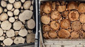 Գեղարքունիքի պարեկները բացահայտել են ապօրինի ծառահատման  դեպքեր, հայտնաբերել՝ սառը զենքեր Գեղարքունիքի պարեկները բացահայտել են ապօրինի ծառահատման  դեպքեր, հայտնաբերել՝ սառը զենքեր