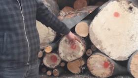 Թումանյանի բաժնի ոստիկանները բացահայտել են  ապօրինի ծառահատման դեպք Թումանյանի բաժնի ոստիկանները բացահայտել են  ապօրինի ծառահատման դեպք