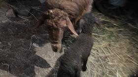 Աշտարակի ոստիկաններն անասնագողությունը բացահայտեցին ժամերի ընթացքում Աշտարակի ոստիկաններն անասնագողությունը բացահայտեցին ժամերի ընթացքում