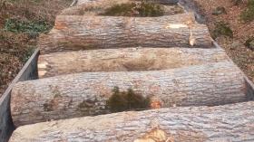 Տավուշի ոստիկանները հայտնաբերել են շուրջ 12  խմ  կաղնու գերաններով բեռնված բեռնատար Տավուշի ոստիկանները հայտնաբերել են շուրջ 12  խմ  կաղնու գերաններով բեռնված բեռնատար