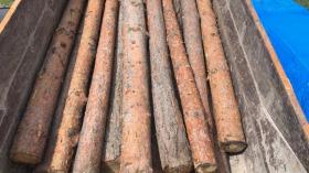 Փայտանյութի համար փաստաթուղթ չկար. Կոտայքի պարեկների բացահայտումը Փայտանյութի համար փաստաթուղթ չկար. Կոտայքի պարեկների բացահայտումը