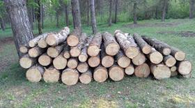 Ապօրինի ծառահատում դենդրոպարկում. Տավուշի ոստիկանների բացահայտումը Ապօրինի ծառահատում դենդրոպարկում. Տավուշի ոստիկանների բացահայտումը