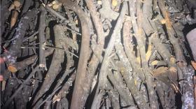 Փայտի փաստաթուղթ չկար․ Կոտայքի պարեկների բացահայտումը Փայտի փաստաթուղթ չկար․ Կոտայքի պարեկների բացահայտումը