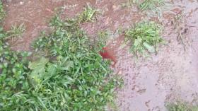 Երեք հազար դրամ`սպանդանոցային կեղծ վկայականի դիմաց. Տավուշի ոստիկանների բացահայտումը Երեք հազար դրամ`սպանդանոցային կեղծ վկայականի դիմաց. Տավուշի ոստիկանների բացահայտումը